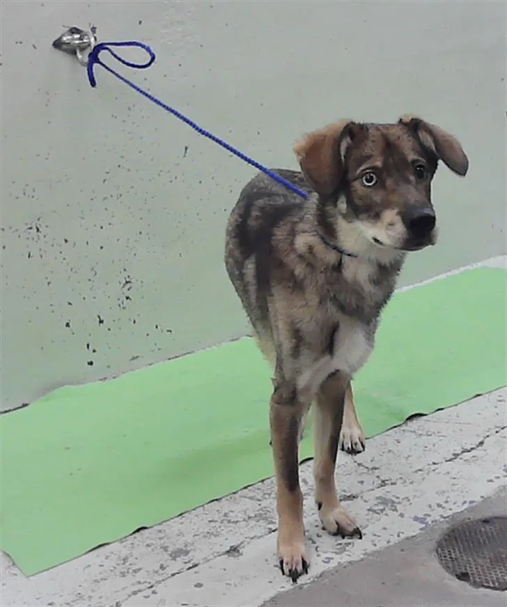 A young medium-sized male German Shepherd Dog dog named Bailey for adoption in Houston, TX