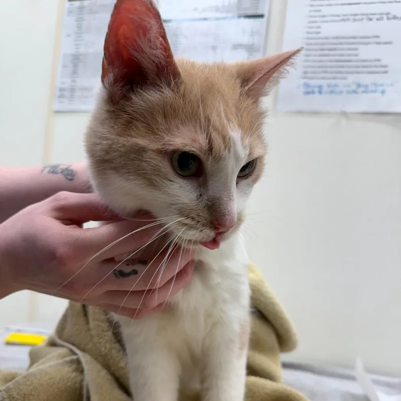 A senior medium-sized male Orange & White Domestic Short Hair cat named Steven  Looking For for adoption in Oshkosh, WI