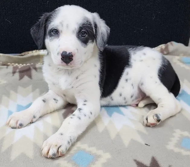 A baby medium-sized male Black Dalmatian dog named Pongo for adoption in Neillsville, WI