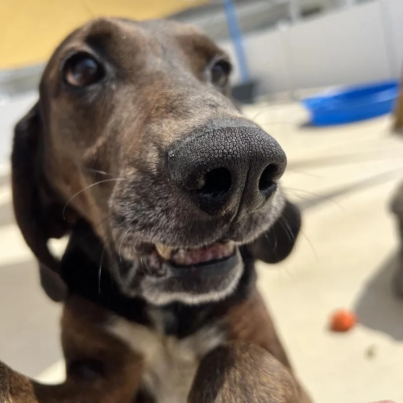 An adult medium-sized male Brown / Chocolate Plott Hound dog named Cowboy for adoption in Harrisonburg, VA