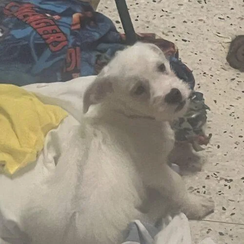 A baby small-sized male Yellow / Tan / Blond / Fawn Terrier dog named Anubis Finch for adoption in Broken Arrow, OK