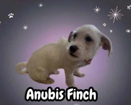Anubis Finch thumbnail 2