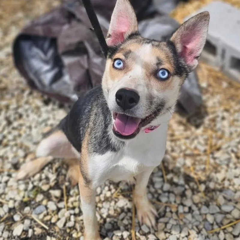 An adult medium-sized female Mixed Breed dog named Petrine for adoption in Warren, OH