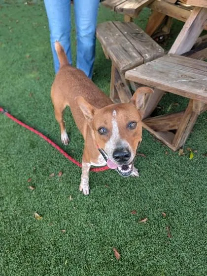 A young medium-sized male Cattle Dog dog named Eggroll for adoption in Daytona Beach, FL