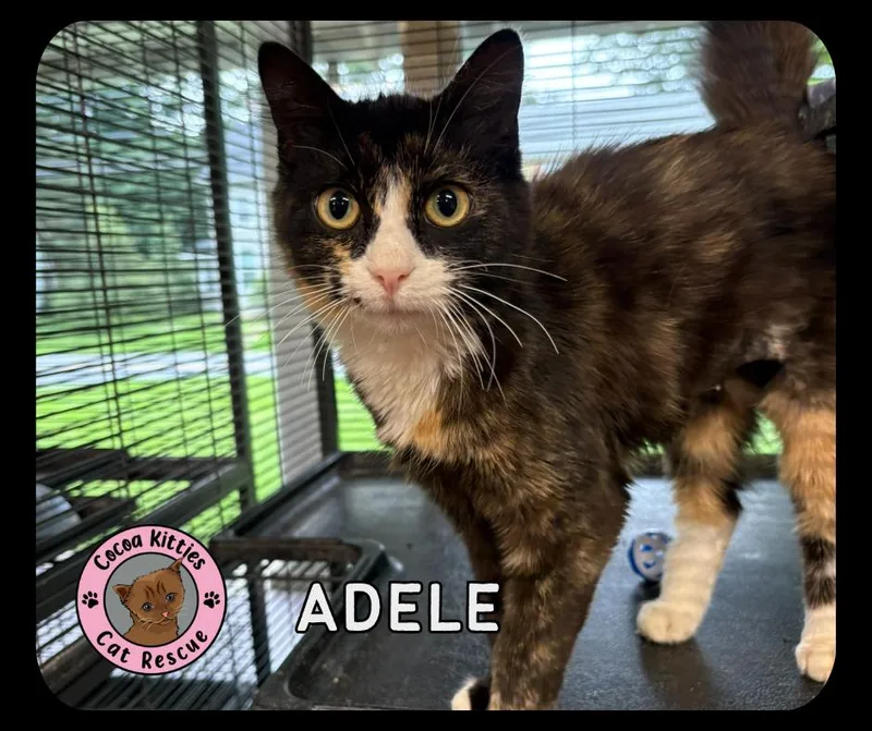 A young small-sized female Domestic Long Hair cat named Adele for adoption in Hershey, PA