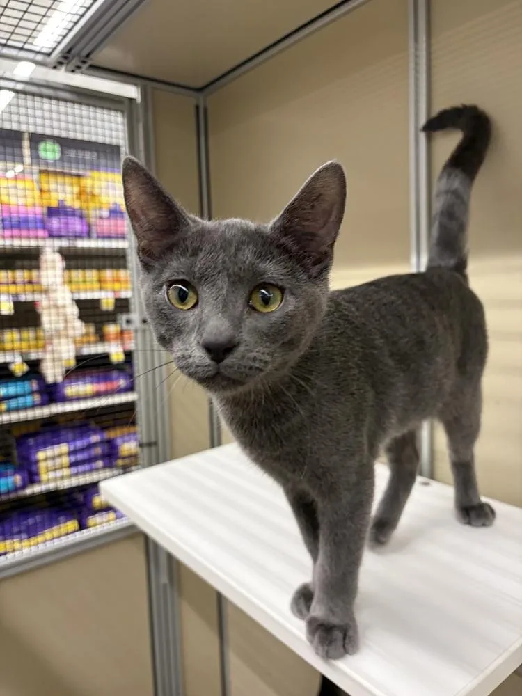 A baby small-sized male Domestic Short Hair cat named Trick for adoption in Thornton, CO