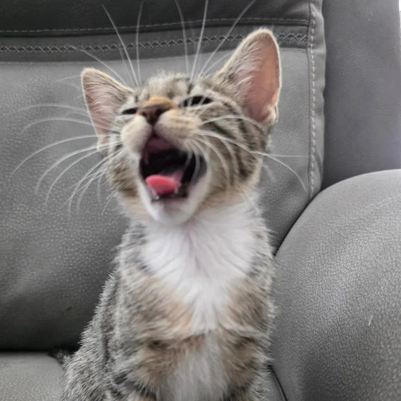 A baby small-sized female Gray / Blue / Silver Domestic Short Hair cat named Brooklyn for adoption in San Antonio, TX