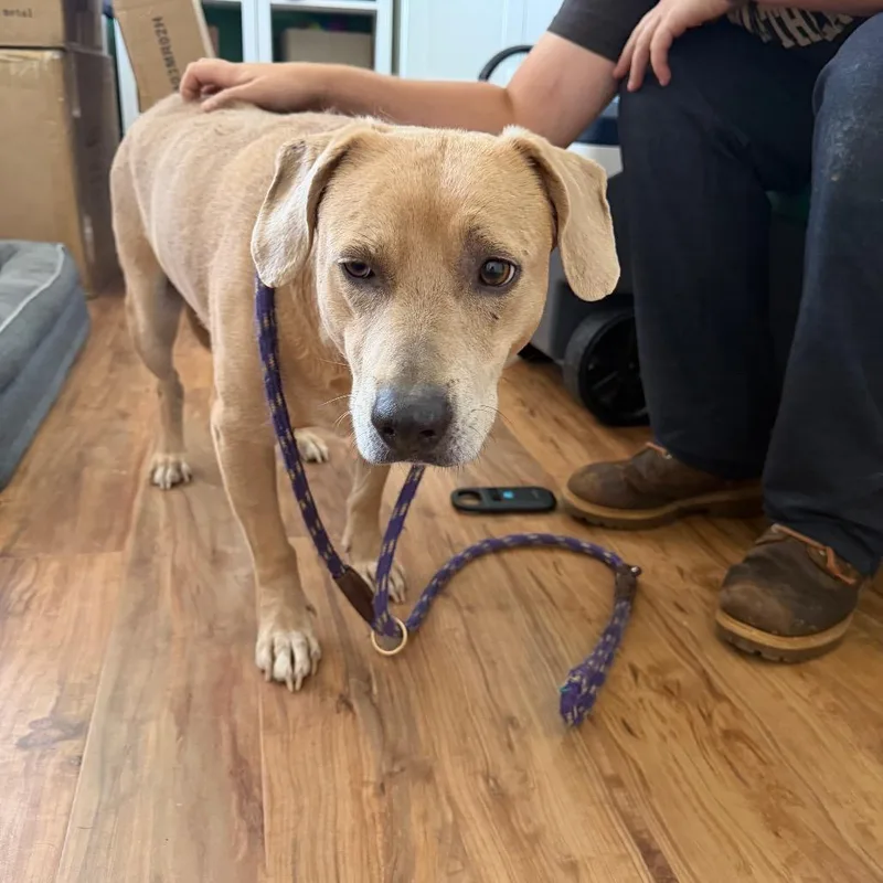 An adult medium-sized male Apricot / Beige Terrier dog named Journey for adoption in Grass Valley, CA