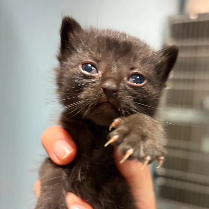 A baby small-sized female Black Domestic Short Hair cat named Zoe for adoption in Chattanooga, TN