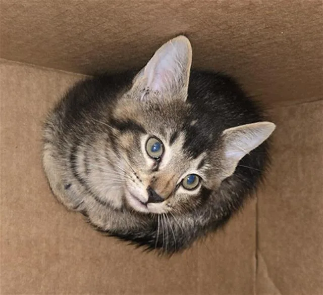 A baby medium-sized male Domestic Short Hair cat named Taylor for adoption in Dallas, TX