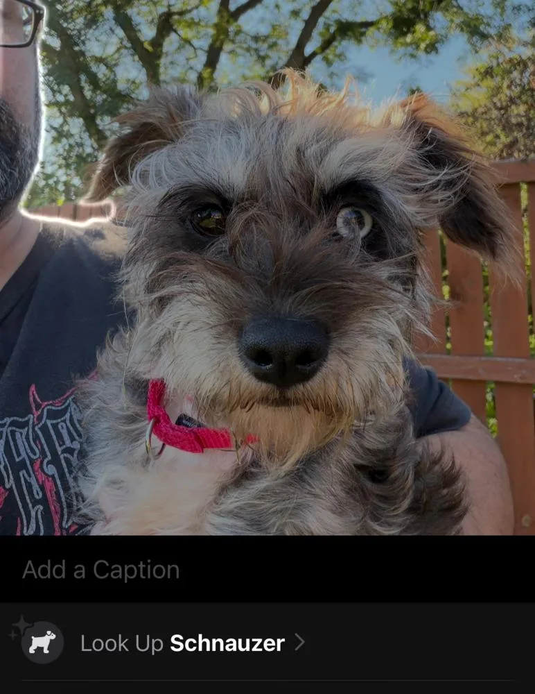An adult small-sized female Schnauzer dog named 1417 (Daisy) for adoption in Plymouth, MI