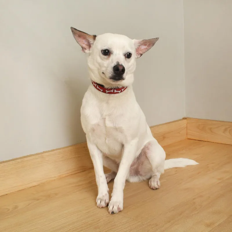 A young small-sized male White / Cream Jack Russell Terrier dog named Neuf D for adoption in Minnetonka, MN