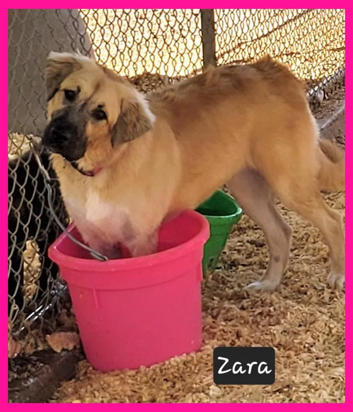 A young large-sized female Anatolian Shepherd dog named Zara for adoption in Granbury, TX