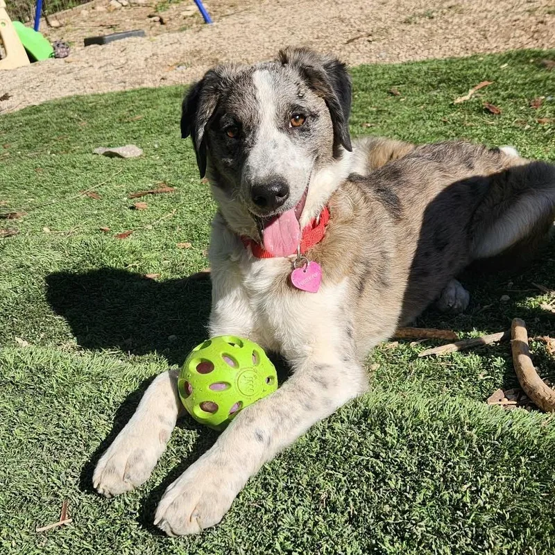 Lyric Al thumbnail 2