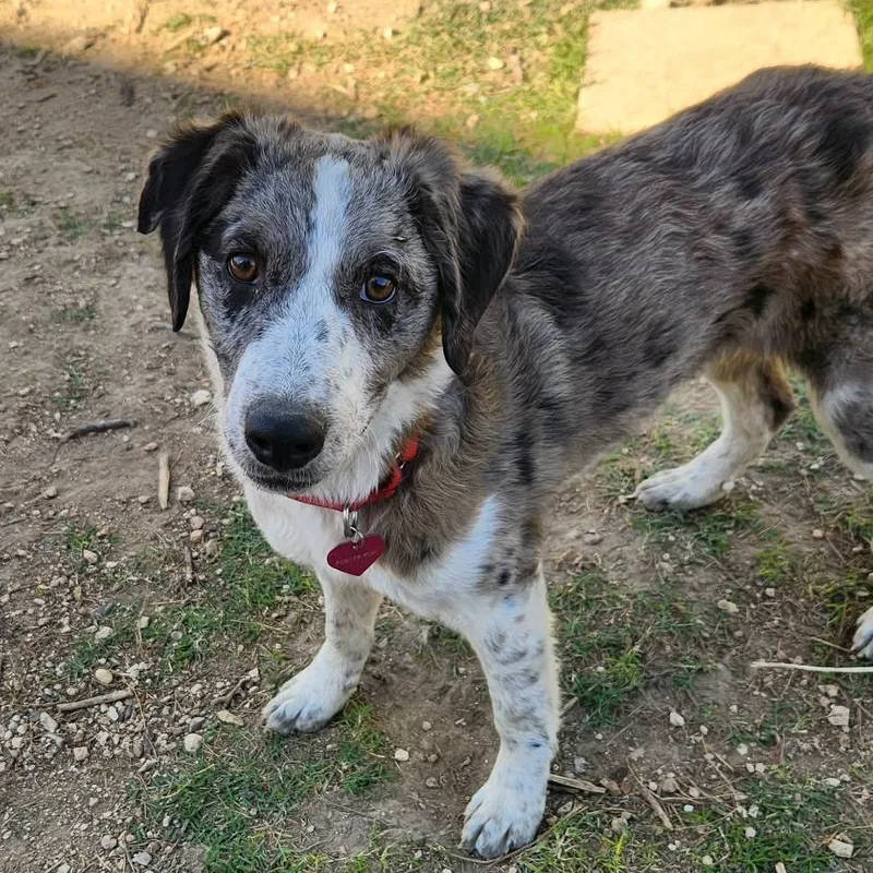 Lyric Al thumbnail 3