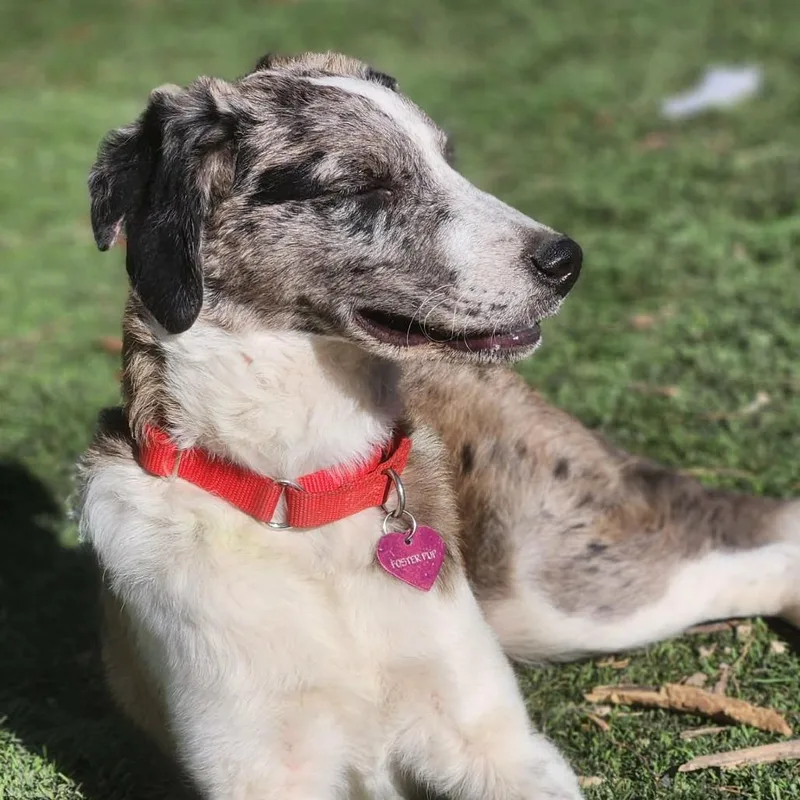 Lyric Al thumbnail 4