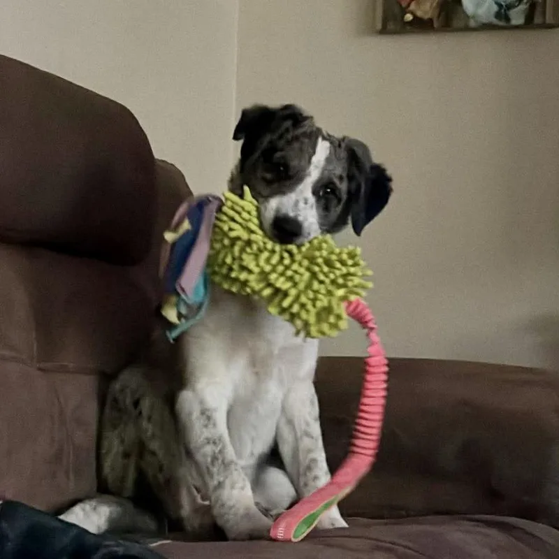 Lyric Al thumbnail 5