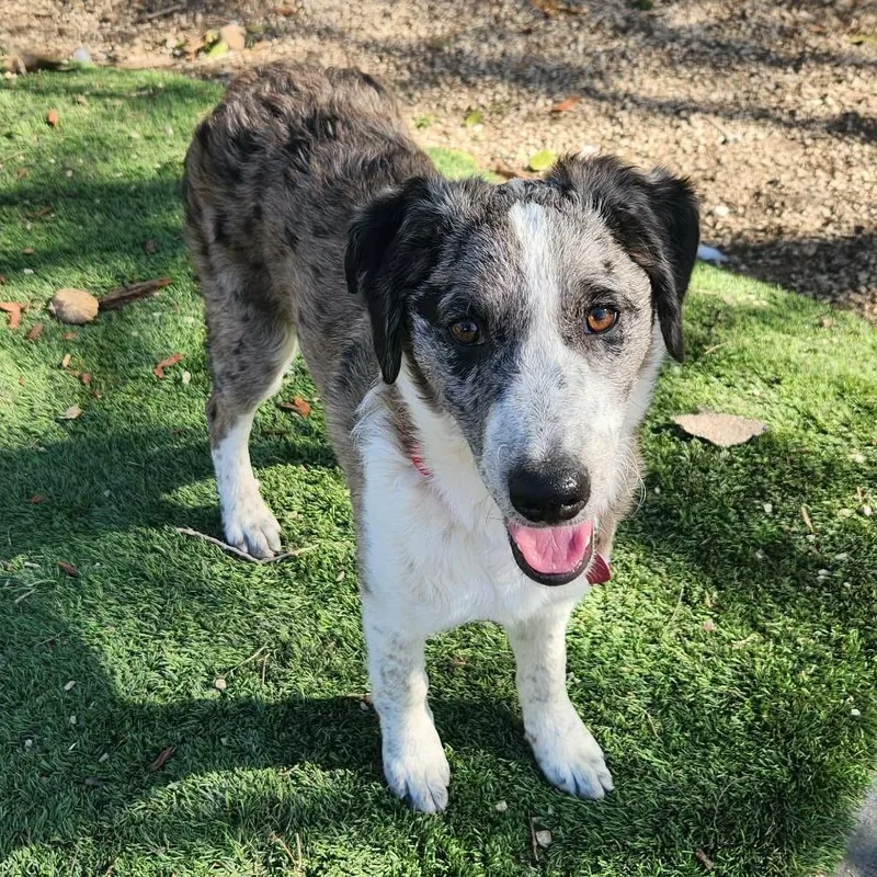 A young medium-sized female White / Cream Catahoula Leopard Dog dog named Lyric Al for adoption in Austin, TX