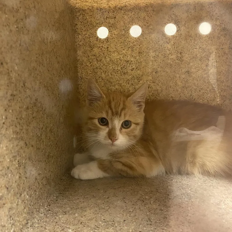 A baby small-sized male Orange / Red Domestic Short Hair cat named Jasper for adoption in Reno, NV