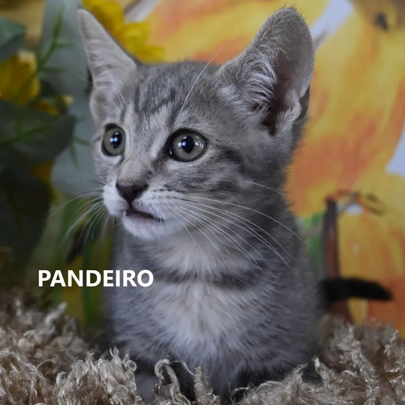 A baby small-sized male Gray / Blue / Silver Domestic Short Hair cat named Pandeiro for adoption in Yuma, AZ