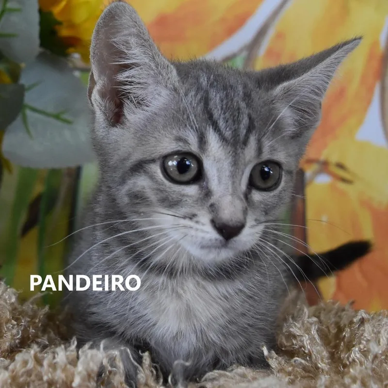 Pandeiro thumbnail 2
