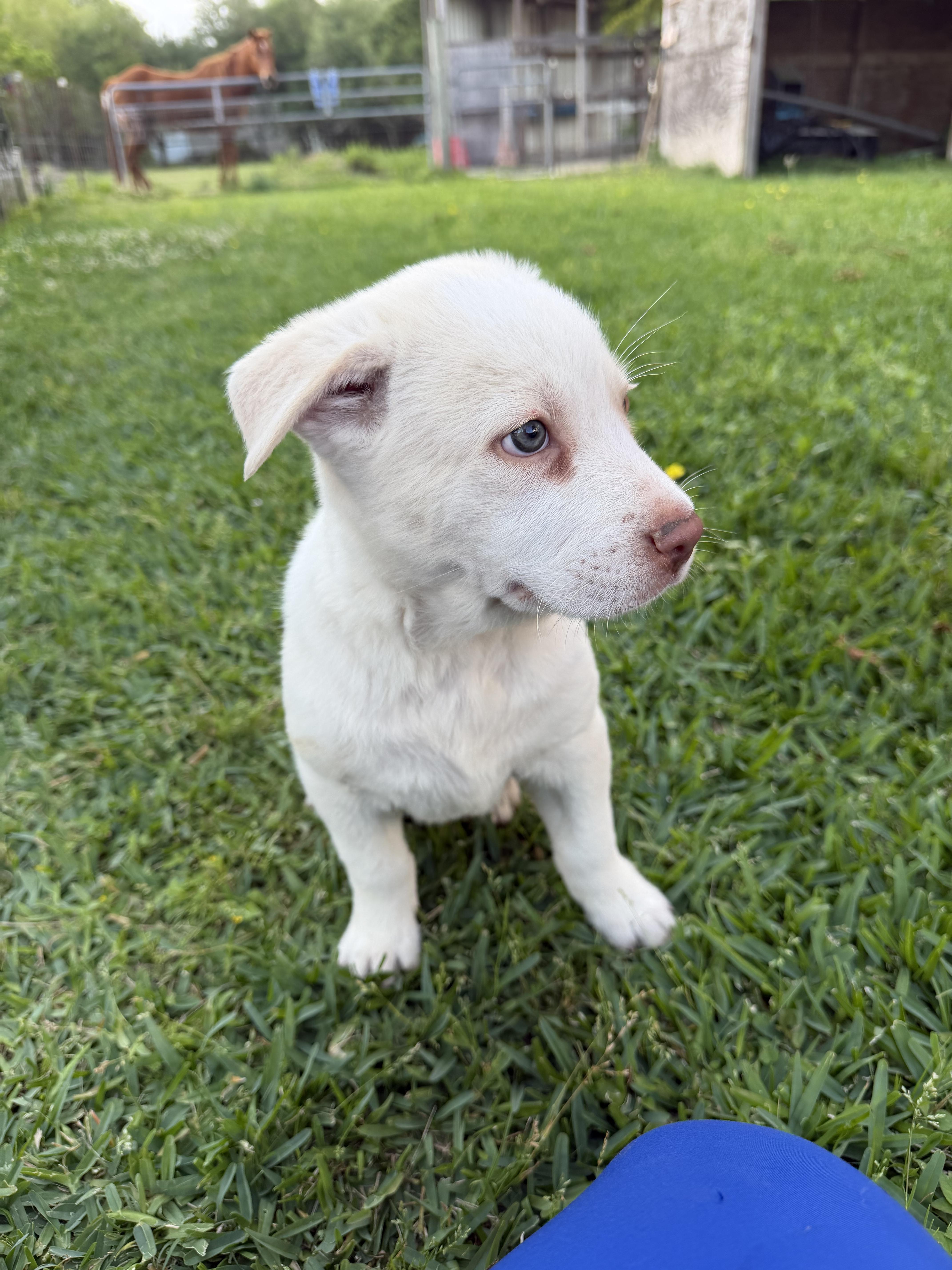 A baby medium-sized female White / Cream Labrador Retriever dog named Montana for adoption in League City, TX