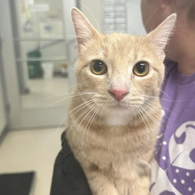 A young medium-sized male Orange / Red Domestic Short Hair cat named Polar for adoption in Evansville, IN