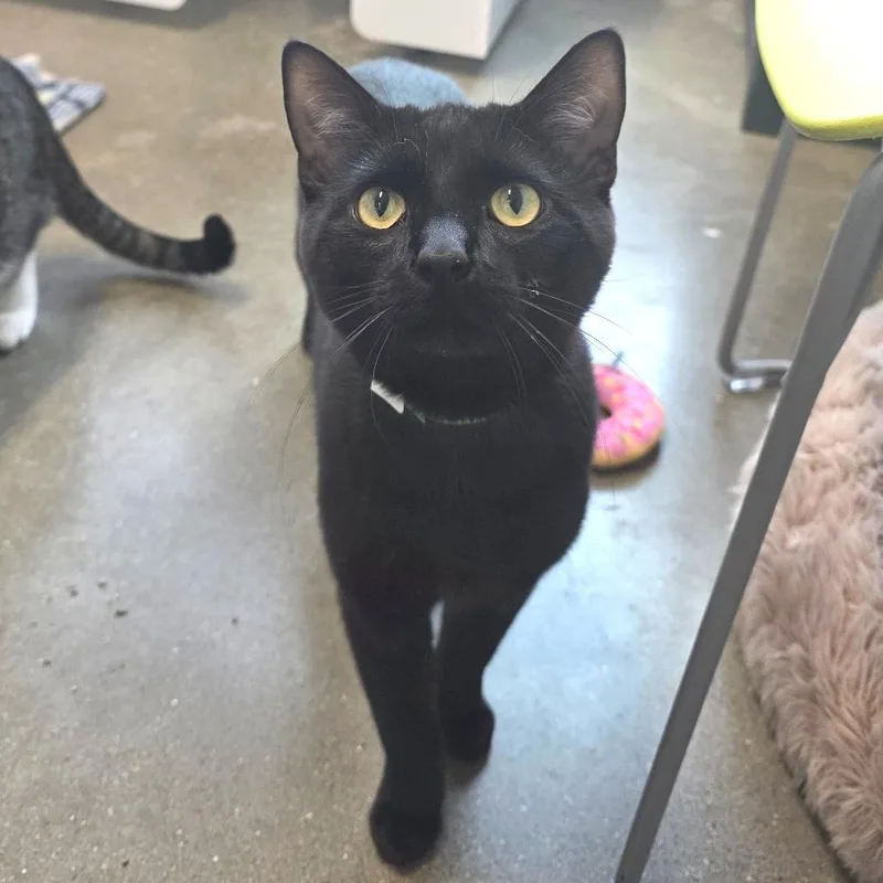 A young large-sized male Black Domestic Short Hair cat named Toothless for adoption in Fort Wayne, IN