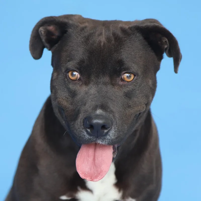 An adult medium-sized female Pit Bull Terrier dog named Valentina for adoption in Pasadena, CA