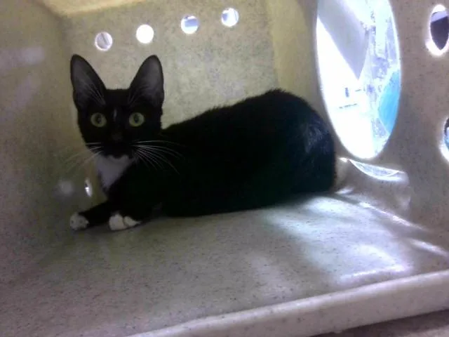 A young medium-sized female Domestic Short Hair cat named Ping for adoption in Tallahassee, FL