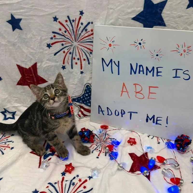 A baby small-sized male Brown / Chocolate Domestic Short Hair cat named Abe for adoption in Carmel, IN