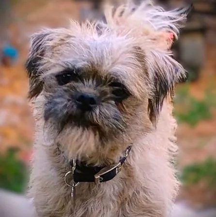 A young small-sized female Yellow / Tan / Blond / Fawn Pug dog named Trexie for adoption in Yakima, WA