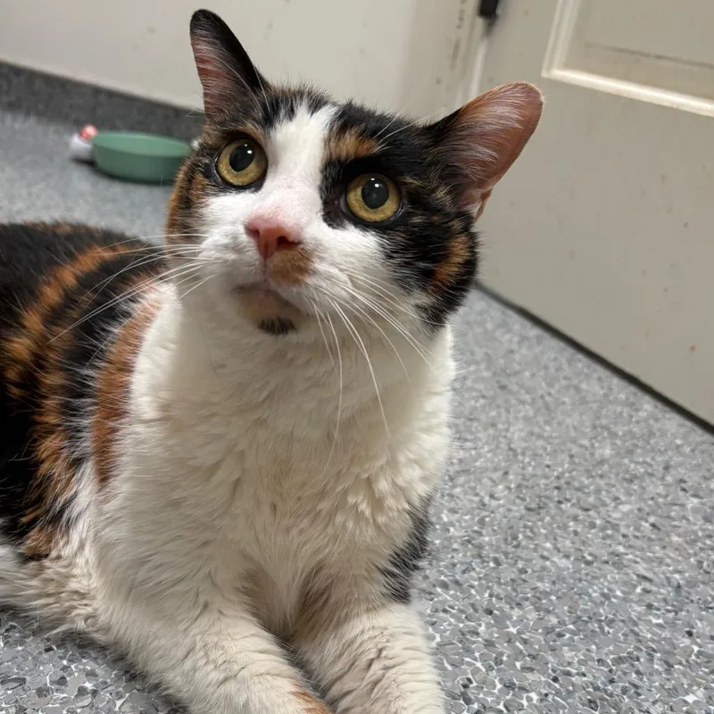 A senior large-sized female White Domestic Short Hair cat named Geraldine for adoption in Santa Barbara, CA