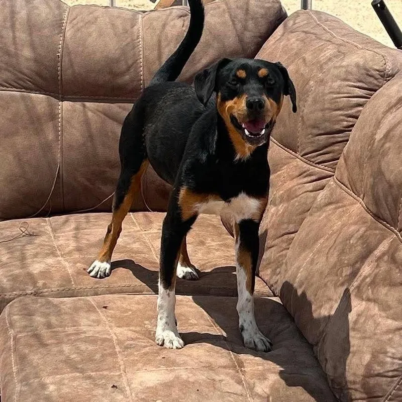An adult small-sized female Mixed Breed dog named Dakota for adoption in Odessa, TX