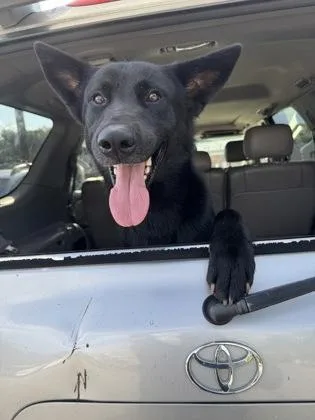 An adult large-sized male Mixed Breed dog named Black Panther for adoption in Chamblee, GA