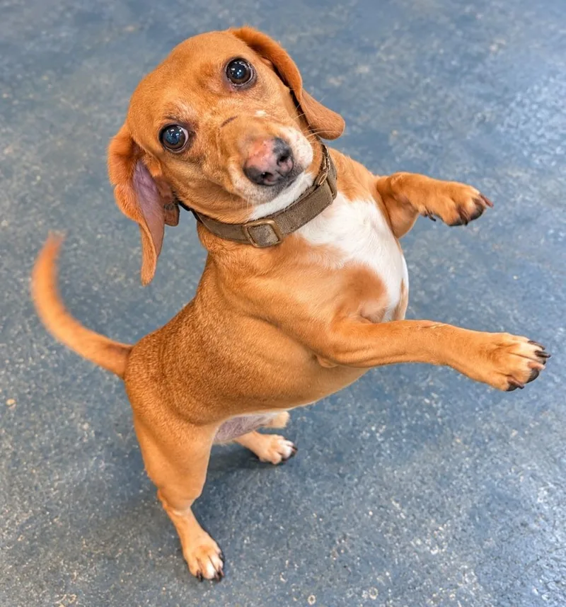 An adult small-sized male Dachshund dog named Hunter for adoption in St. Augustine, FL