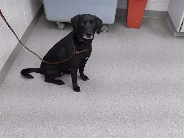 An adult medium-sized male Labrador Retriever dog named Midnight for adoption in Omaha, NE
