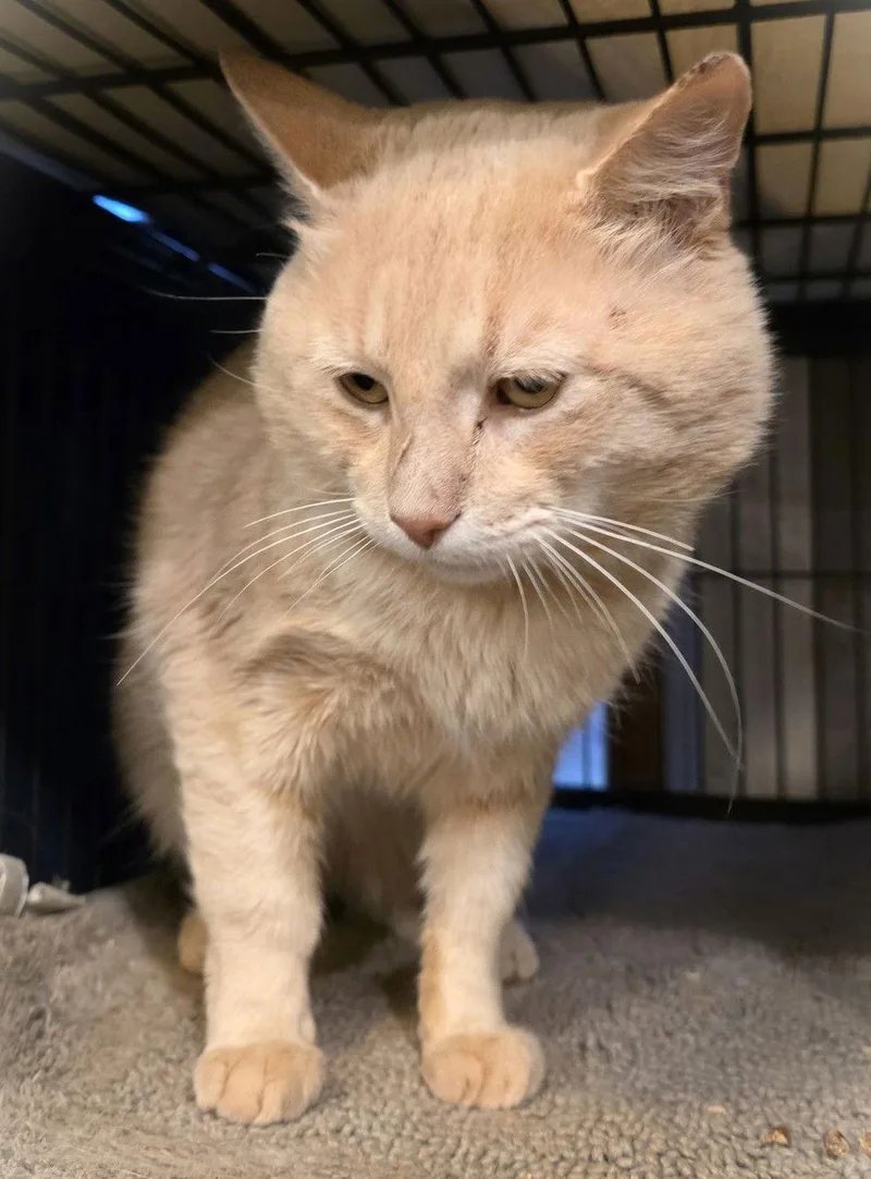 Professor Pumpkin Paws