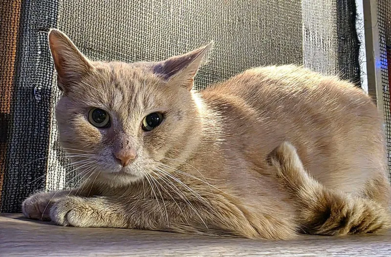 Professor Pumpkin Paws thumbnail 2