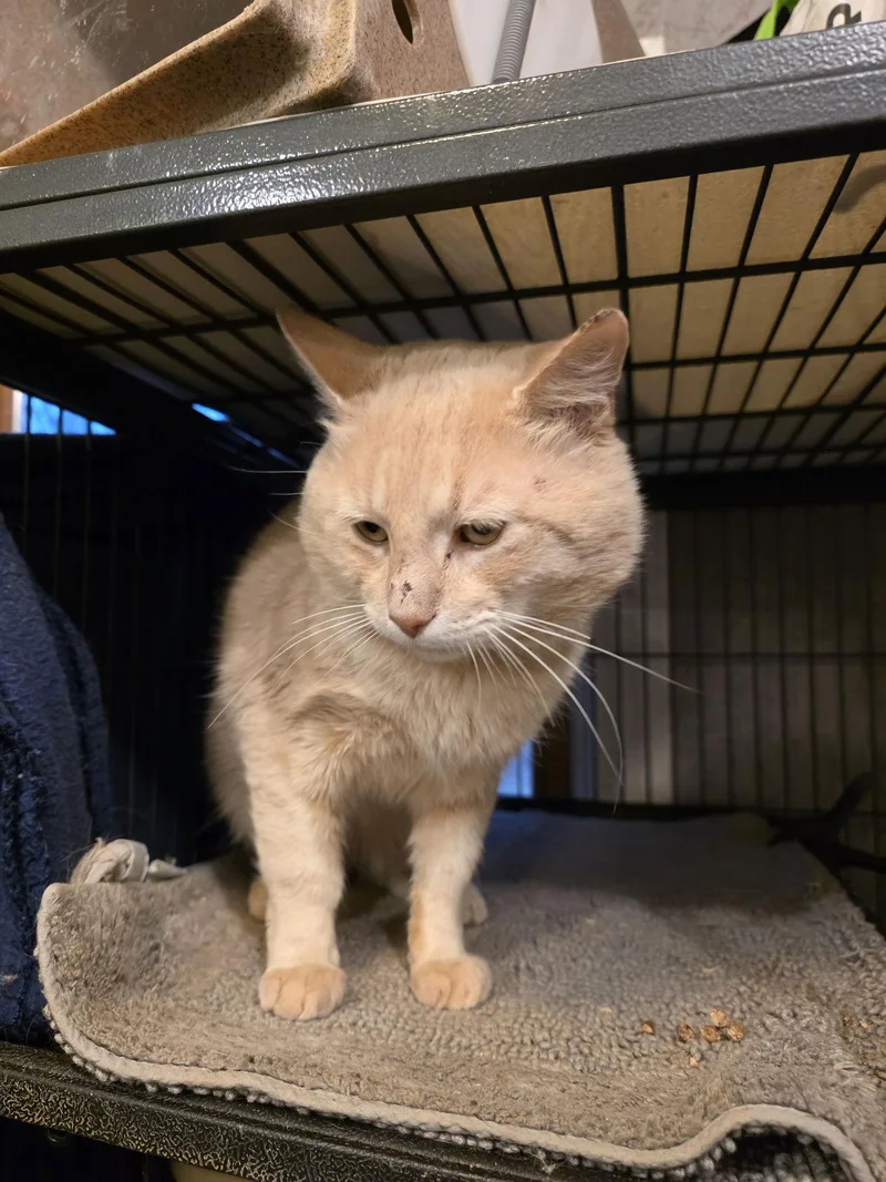 Professor Pumpkin Paws thumbnail 3