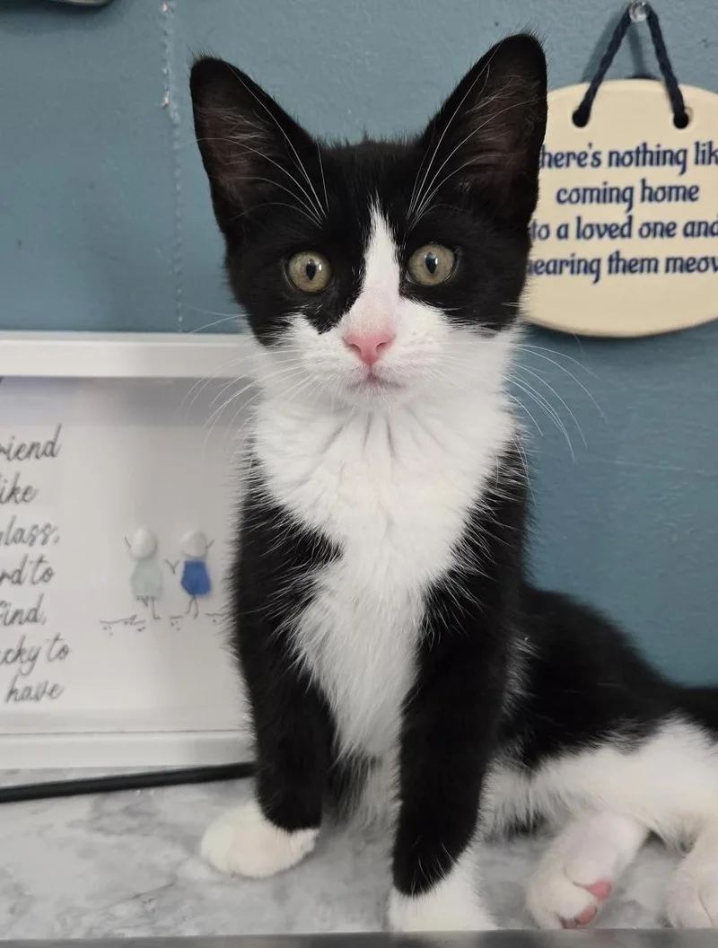 A baby medium-sized female Black & White / Tuxedo Domestic Short Hair cat named Cannoli for adoption in Colonia, NJ