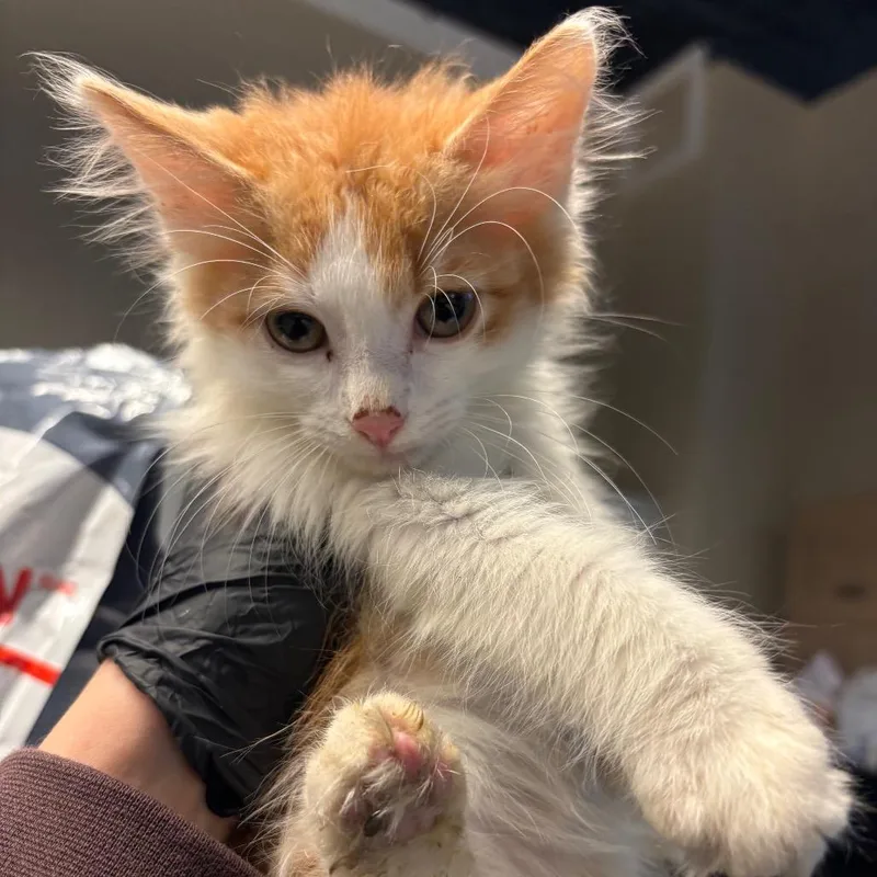 A baby small-sized male Orange / Red Domestic Short Hair cat named Ed Sheeran for adoption in Huntington, WV