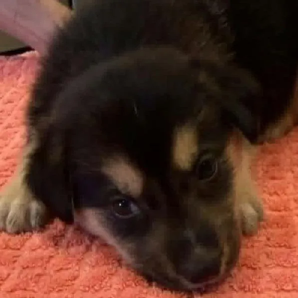 A baby medium-sized male Black Mixed Breed dog named Paulie for adoption in Alexandria, VA
