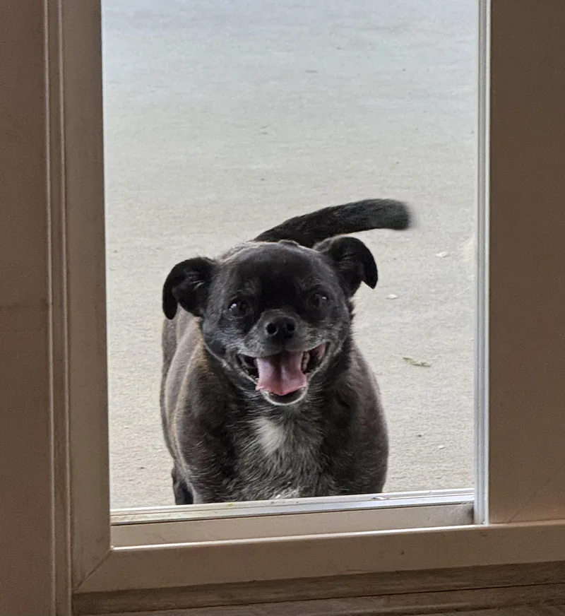 Oso