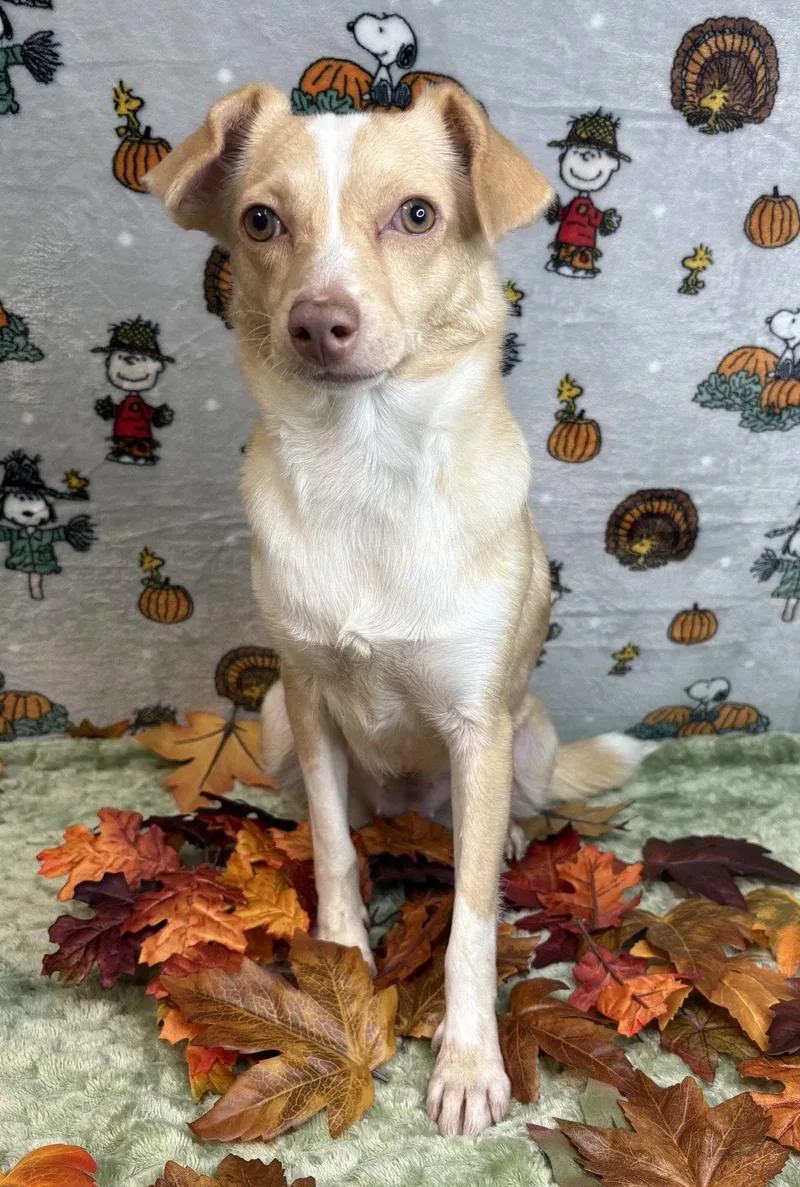 An adult small-sized female Terrier dog named Pandora for adoption in Wetumpka, AL