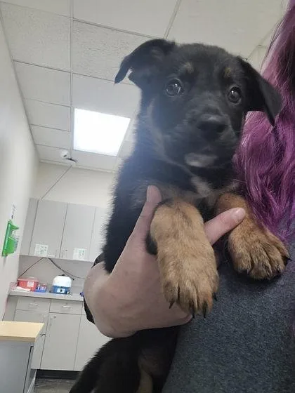 A baby small-sized female Mixed Breed dog named Calypso for adoption in Memphis, TN