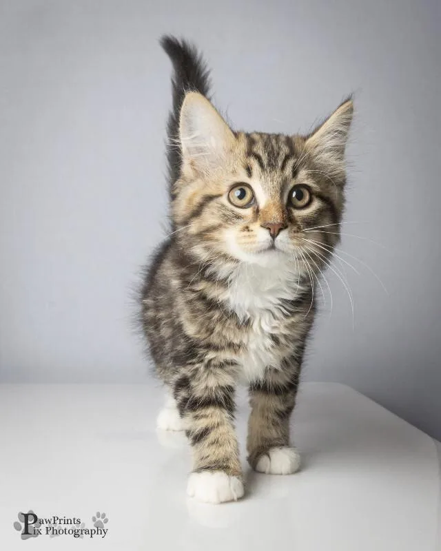 A young medium-sized male Tabby (Brown / Chocolate) Domestic Medium Hair cat named Carter for adoption in Maryville, TN
