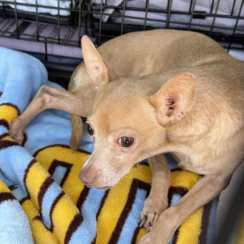 An adult small-sized male Chihuahua dog named Terry for adoption in Blue Springs, MO