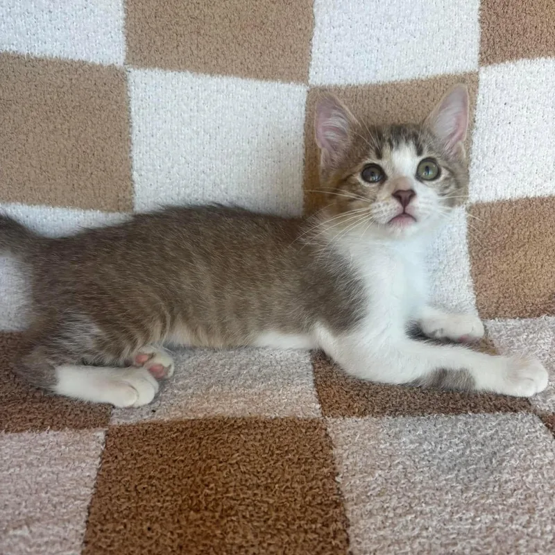 Leia
