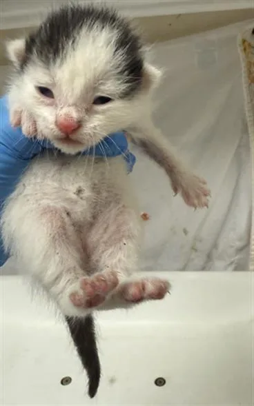 A young small-sized male Domestic Short Hair cat named Frankie for adoption in Riverside, CA